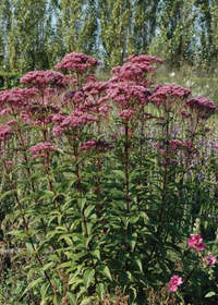 Eupatorium dubium 'Baby Joe'